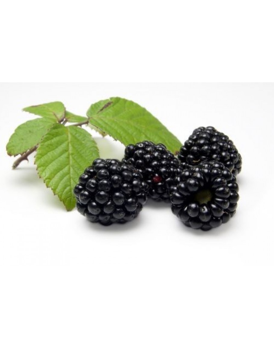 011 Blackberry Cordial 500ml